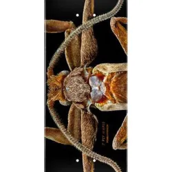 Powell-Peralta Levon Biss Marion Flightless Moth Shape 243 8.25" Skateboard Deck