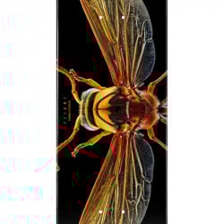 Powell-Peralta Levon Biss Potter Wasp Shape 247 8.0" Skateboard Deck