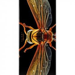 Powell-Peralta Levon Biss Potter Wasp Shape 247 8.0" Skateboard Deck