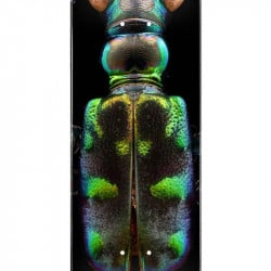 Powell-Peralta Levon Biss Tiger Beetle Shape 248 8.25" Skateboard Deck