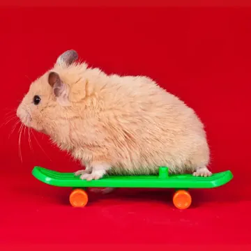 Mouse on a skateboard